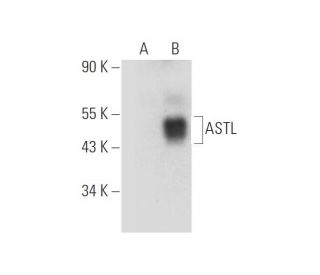 ASTL Antibody (F-10) - Western Blotting - Image 319983 