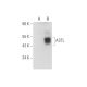 ASTL Antibody (F-10) - Western Blotting - Image 319983 