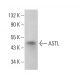 ASTL Antibody (F-10) - Western Blotting - Image 377749