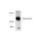 Astrotactin Antibody (H-9) - Western Blotting - Image 318439