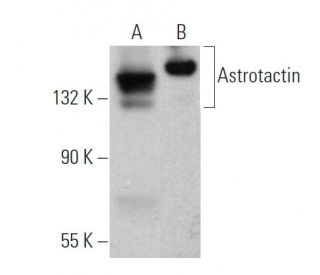 Astrotactin Antibody (H-9) - Western Blotting - Image 371959 