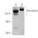 Astrotactin Antibody (H-9) - Western Blotting - Image 371959 