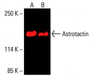 Astrotactin Antibody (H-9) - Western Blotting - Image 415963 