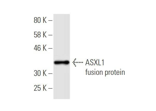 ASXL1抗体(6E2) | SCBT - Santa Cruz Biotechnology