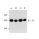 western blotting image from recommended Angiotensin Receptor/AT1/AGTR1 (G-3) monoclonal antibody replacement. Image 371031
