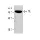 Angiotensin Receptor/AT1/AGTR1 Antibody (G-3) - Western Blotting - Image 380649