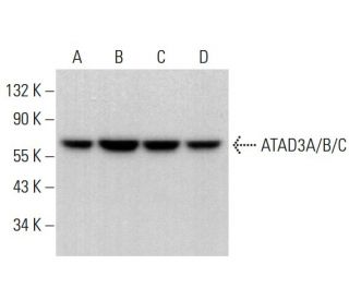 ATAD3A/B/C Antibody (A-4) - Western Blotting - Image 377683 