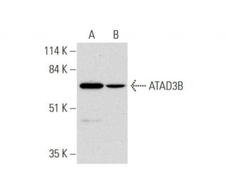 ATAD3B Antibody (A-8) - Western Blotting - Image 325083 
