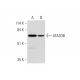 ATAD3B Antibody (A-8) - Western Blotting - Image 325083 