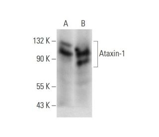Ataxin-1 Antibody (B-3) - Western Blotting - Image 139426