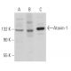 Ataxin-1 Antibody (E-4) - Western Blotting - Image 363897