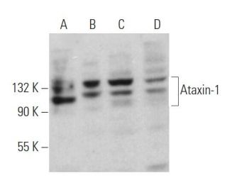 Ataxin-1 Antibody (E-4) - Western Blotting - Image 374906 