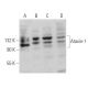 Ataxin-1 Antibody (E-4) - Western Blotting - Image 374906 