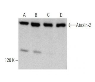 Ataxin-2 Antibody (A-6) - Western Blotting - Image 352626 