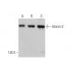 Ataxin-2 Antibody (A-6) - Western Blotting - Image 352625 