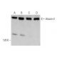 Ataxin-2 Antibody (A-6) - Western Blotting - Image 352626 