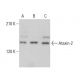 Ataxin-2 Antibody (A-6) - Western Blotting - Image 379151