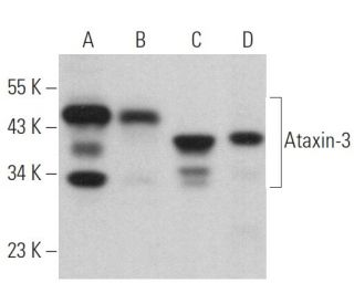 Ataxin-3 Antibody (A-7) - Western Blotting - Image 366896 