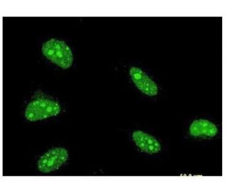 ATBF1 Antibody (3B1) - Immunofluorescence - Image 351738 