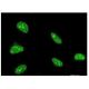 ATBF1 Antibody (3B1) - Immunofluorescence - Image 351738 