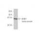 ATBF1 Antibody (3B1) - Western Blotting - Image 348437