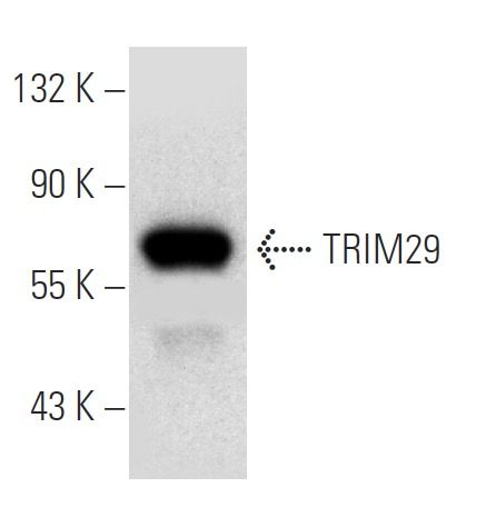 TRIM29 Antibody (B-2) | SCBT - Santa Cruz Biotechnology