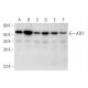 ATE1 Antibody (E-4) - Western Blotting - Image 309587 