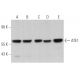 ATE1 Antibody (E-4) - Western Blotting - Image 367044