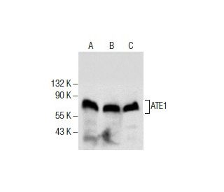 ATE1 Antibody (E-6) - Western Blotting - Image 285803 
