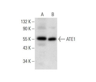 ATE1 Antibody (G-6) - Western Blotting - Image 308446 