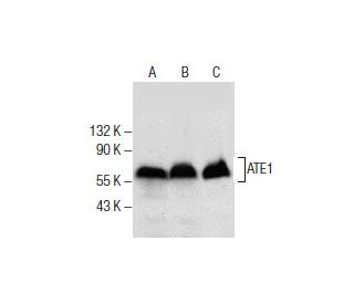 ATE1 Antibody (H-12) - Western Blotting - Image 285802 