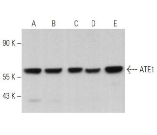 ATE1 Antibody (E-4) - Western Blotting - Image 367044