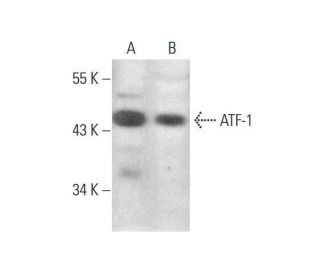 ATF-1/ATF1 Antibody (25C10G) - Western Blotting - Image 350756 