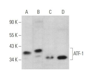 ATF-1/ATF1 Antibody (C41-5.1) - Western Blotting - Image 374018 
