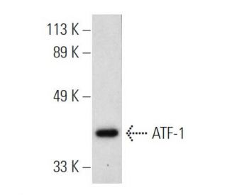 ATF-1/ATF1 Antibody (FI-1) - Western Blotting - Image 800