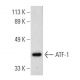 ATF-1/ATF1 Antibody (FI-1) - Western Blotting - Image 800