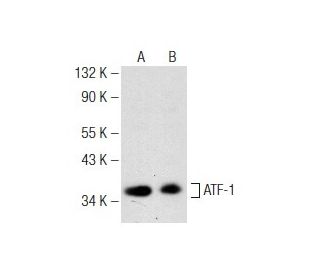 ATF-1/ATF1 Antibody (H-3) - Western Blotting - Image 142523