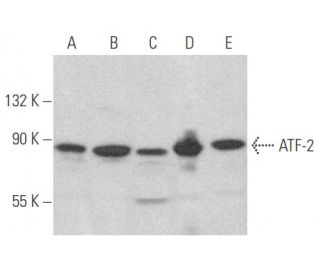 western blotting image from recommended ATF-2 (F2BR-1) monoclonal antibody replacement. Image 354156