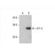 ATF3 Antibody (44C3a) - Western Blotting - Image 393606