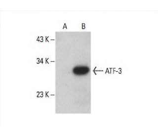 ATF-3 Antibody (A-8) - Western Blotting - Image 393589