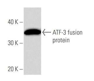 western blotting image from recommended ATF3 (44C3a) monoclonal antibody replacement. Image 16552