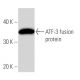 western blotting image from recommended ATF3 (44C3a) monoclonal antibody replacement. Image 16552