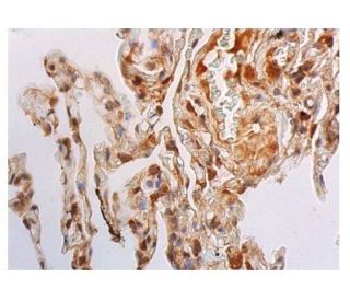 ATF4 Antibody B 3 SCBT Santa Cruz Biotechnology