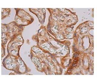 ATF4 Antibody B 3 SCBT Santa Cruz Biotechnology