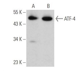 ATF4 Antibody B 3 SCBT Santa Cruz Biotechnology