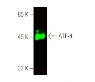 ATF4 Antibody B 3 SCBT Santa Cruz Biotechnology