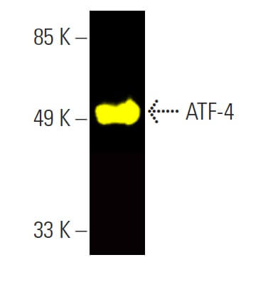 ATF4 Antibody B 3 SCBT Santa Cruz Biotechnology