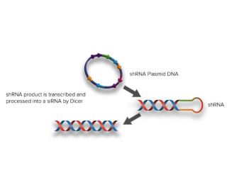 ATF4 siRNA h shRNA and Lentiviral Particle Gene Silencers