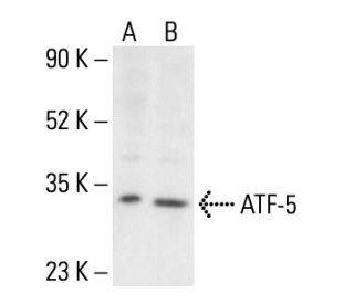 ATF-5 Antibody (E-10) - Western Blotting - Image 405075