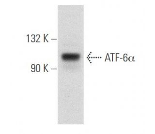 ATF-6α Antibody (F-7) - Western Blotting - Image 354728